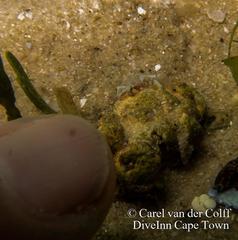 Apletodon pellegrini