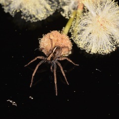 Artoriinae
