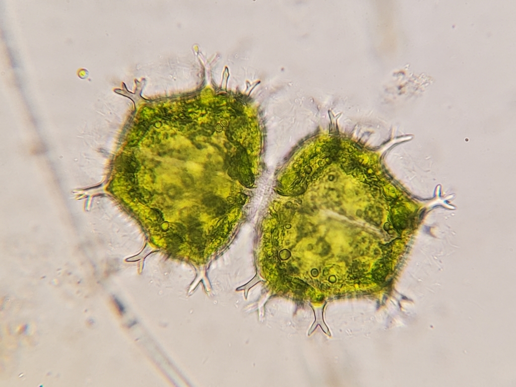 Xanthidium armatum