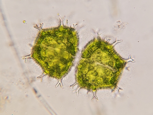 Xanthidium armatum