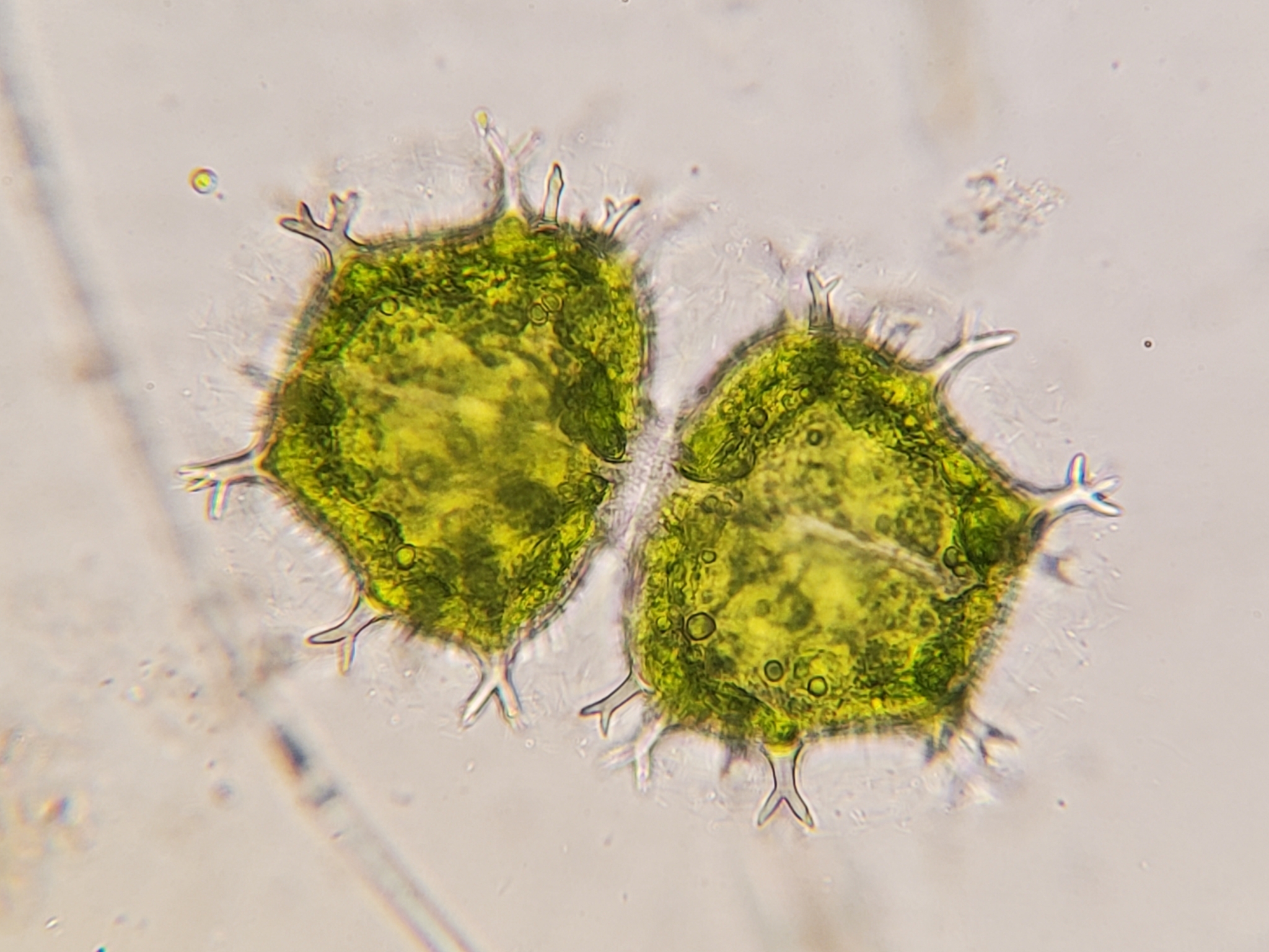 Xanthidium armatum