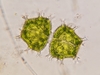 Xanthidium armatum - Photo (c) Paul Norwood, some rights reserved (CC BY-NC), uploaded by Paul Norwood
