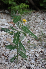 Sesbania