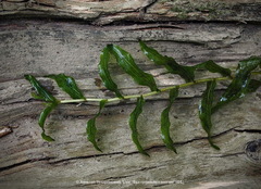 Potamogeton × nitens