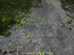 Potamogeton × nitens