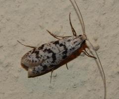 Adelidae