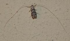 Adelidae