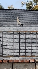 Geococcyx californianus