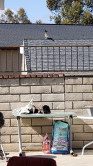 Geococcyx californianus