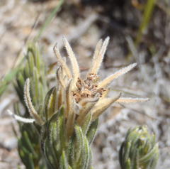 Phylica velutina