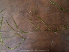 Potamogeton trichoides