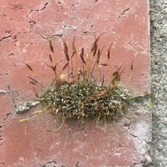 Tortula muralis muralis