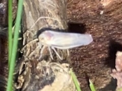Omolicna