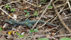 Pholidoscelis fuscatus