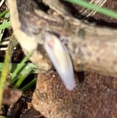 Omolicna