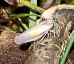 Omolicna