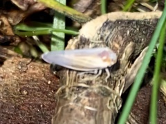 Omolicna