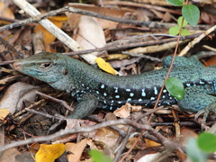 Pholidoscelis fuscatus