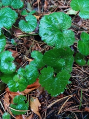 Rubus dalibarda