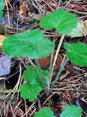 Rubus dalibarda