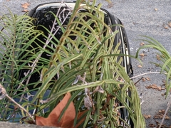 Pteris vittata