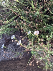 Erigeron karvinskianus