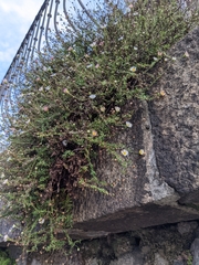 Erigeron karvinskianus