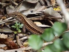 Pholidoscelis fuscatus