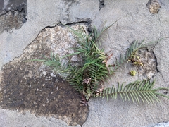 Pteris vittata