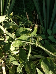 Lathyrus grandiflorus