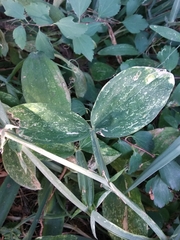Lathyrus grandiflorus