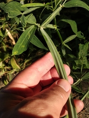 Lathyrus grandiflorus