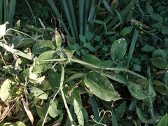 Lathyrus grandiflorus