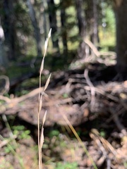 Melica subulata