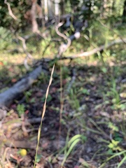 Melica subulata