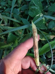 Lathyrus grandiflorus