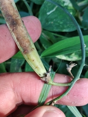 Lathyrus grandiflorus