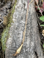 Melica subulata