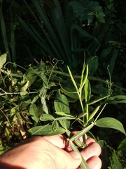 Lathyrus grandiflorus