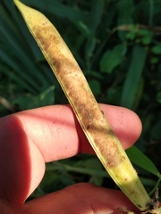 Lathyrus grandiflorus