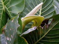 Montrichardia
