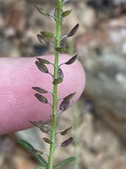 Lepidium africanum