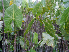 Montrichardia