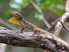 Anolis oculatus