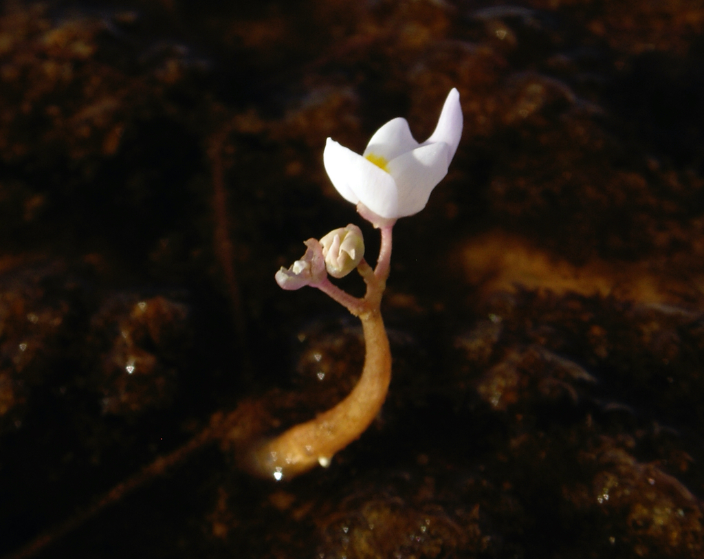 Utricularia myriocista A.St.-Hil. & Girard