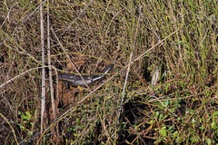 Lissolepis coventryi