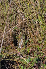 Lissolepis coventryi