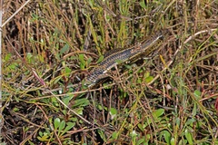 Lissolepis coventryi