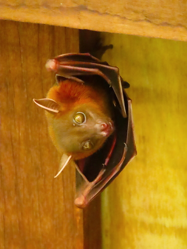 Lesser Short-nosed Fruit Bat, photo 3 of 10