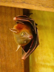 Lesser Short-Nosed Fruit Bat photo 3